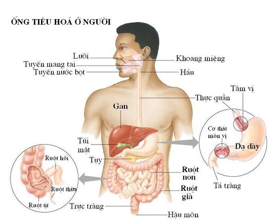 CƠ CHẾ KHOA HỌC VÀ CÁC TÁC ĐỘNG LÂU DÀI CỦA TINH BỘT KHÁNG CHUỐI XANH ĐỐI VỚI HỆ TIÊU HOÁ